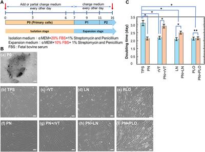 Neuronal Cell Differentiation of Human Dental Pulp Stem Cells on Synthetic Polymeric Surfaces Coated With ECM Proteins